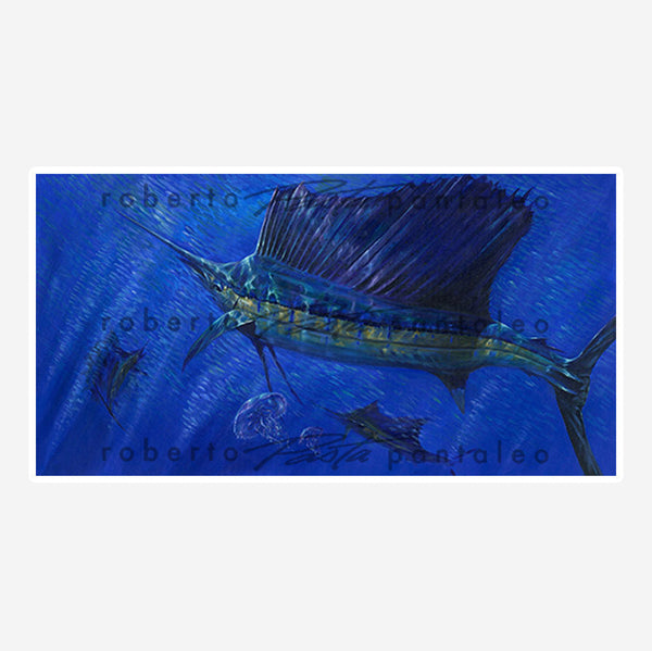 Sailfish With Jellies - Limited Edition