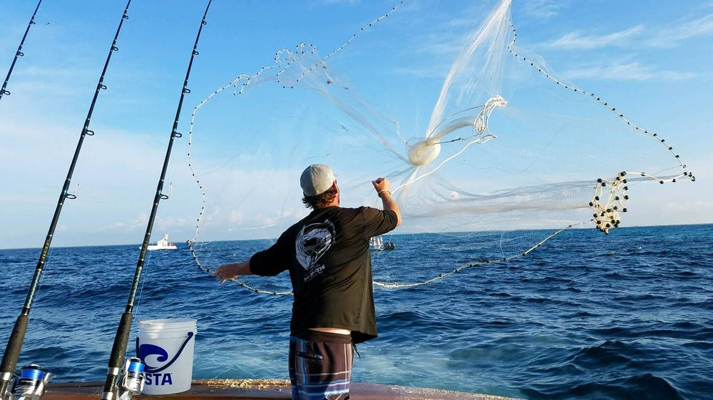 catching a dolphin on fish hook Mahi Madness:” Some tips on taking advantage of dolphin fishing in th – Art  by Pasta