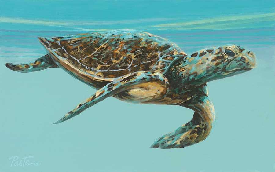 Turtles & Sealife – Art by Pasta